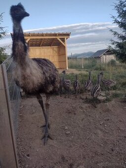 Emu hnedý - mláďatá