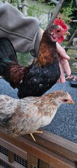 Ayam serama