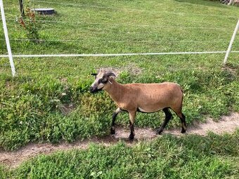 Kamerúnske jahničky🐑🐑