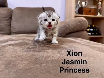 Škótska klapouchá mačka, scottish fold s PP, straight