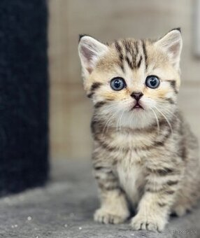 Škótska klapouchá mačka, scottish fold s PP, straight