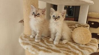 Ragdoll