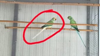 Alexander malý opaline HCH