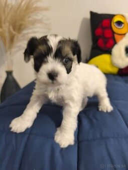 Čínsky chocholatý pes - 1