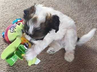 Čínsky chocholatý pes