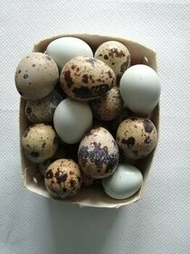 Násadové vajcia prepelica japonská
