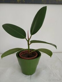 Izbové rastliny bio - yuka, fikusy - 1