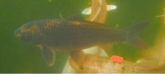 koi kapre