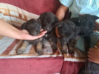 Čistokrvný vlĉiak (nemecky ovciak)