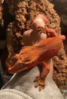 krist.kalis_cresties samce zabehnuté v chove