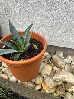 Agave (17cm) v plastovom crepniku