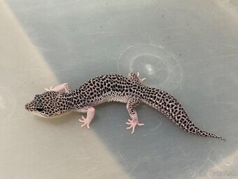 Gekoncik nočný Total eclipse