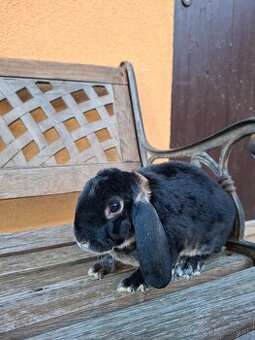 Zakrslý králik baranček