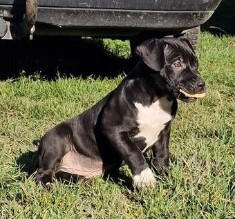 Americký stafordšírsky teriér