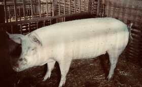 Na porážku 2.€-1kg živej váhy