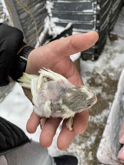 Dopyt kakariky na dokrmenie