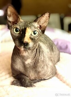 Sphynx Rezervovaná