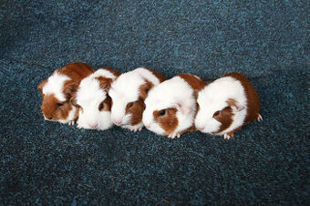 Morča, morčiatka - crested s rodokmeňom z CHS