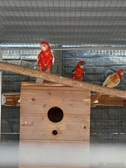 Rozela pestra rubino - 1