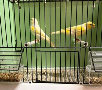 Kanariky  žlata mozajka