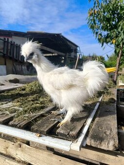 Predám hodvábničky biele veľké