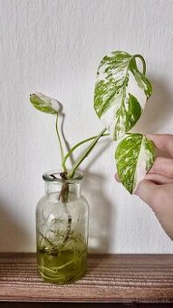 MONSTERA DELICIOSA VARIEGATA