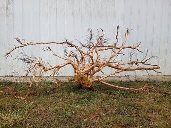 predam  koren / samorast do akvaria