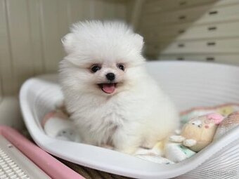 Pomeranian mini 🤍