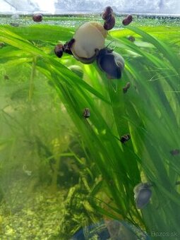 Kotúľky - Planorbella duryi alebo Planobarius