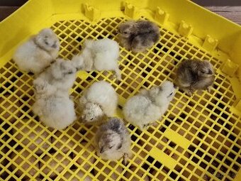 Hodvábničky - kuriatka