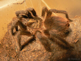 Pavúk, vtačkar, tarantula Phormictopus auratus