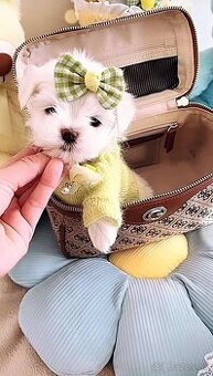Mini Maltezak