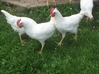 Marans a Leghorn