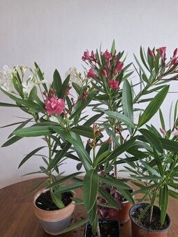 Oleander
