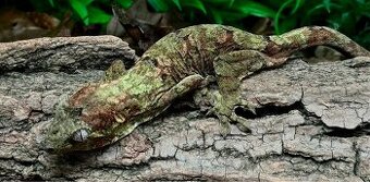 Rhacodactylus Chahoua pár