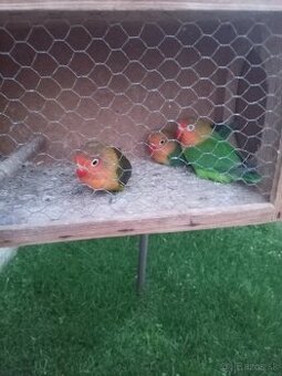 Agapornis - 1