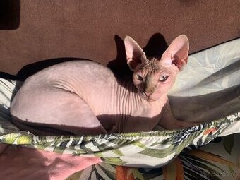 Sphynx krytie