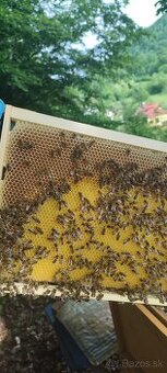 🍯 Predám domáci lesný med - 1