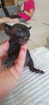 Cornish rex s PP