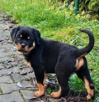 Rotvajler,rottweiler,RTV, šteniatka rottweilera