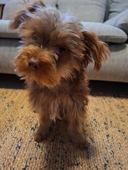 Yorkshir/ yorkšírsky teriér psik šteniatko