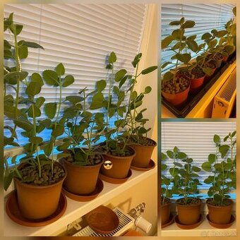 ✅ 𝐍𝐀𝐃𝐂𝐇𝐎𝐕𝐍𝐈𝐊 ✅ v kvetinaci