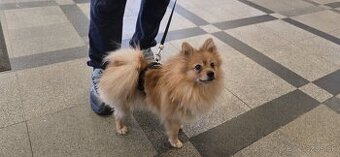 Darujem do dobrych ruk