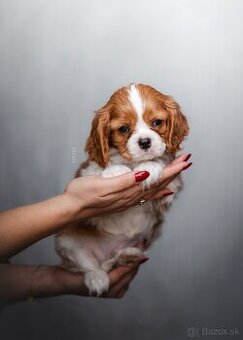 Cavalier King Charles španiel s PP