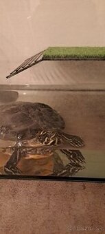 Predám vodnú koritnačku