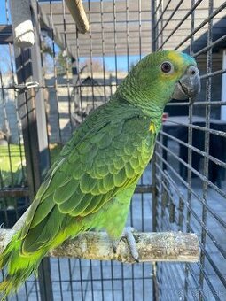 Amazonan modročelý