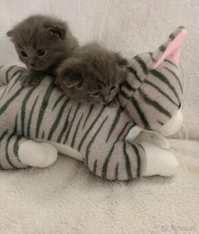 Britské krátkosrsté mačiatka