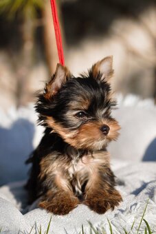 Šteniatka YORKSHIRE TERRIER s PP (FCI) rodokmeňom