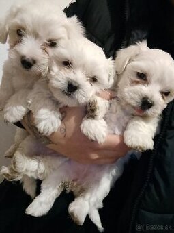 Maltezak
