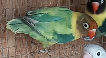Agapornis škraboškový samica